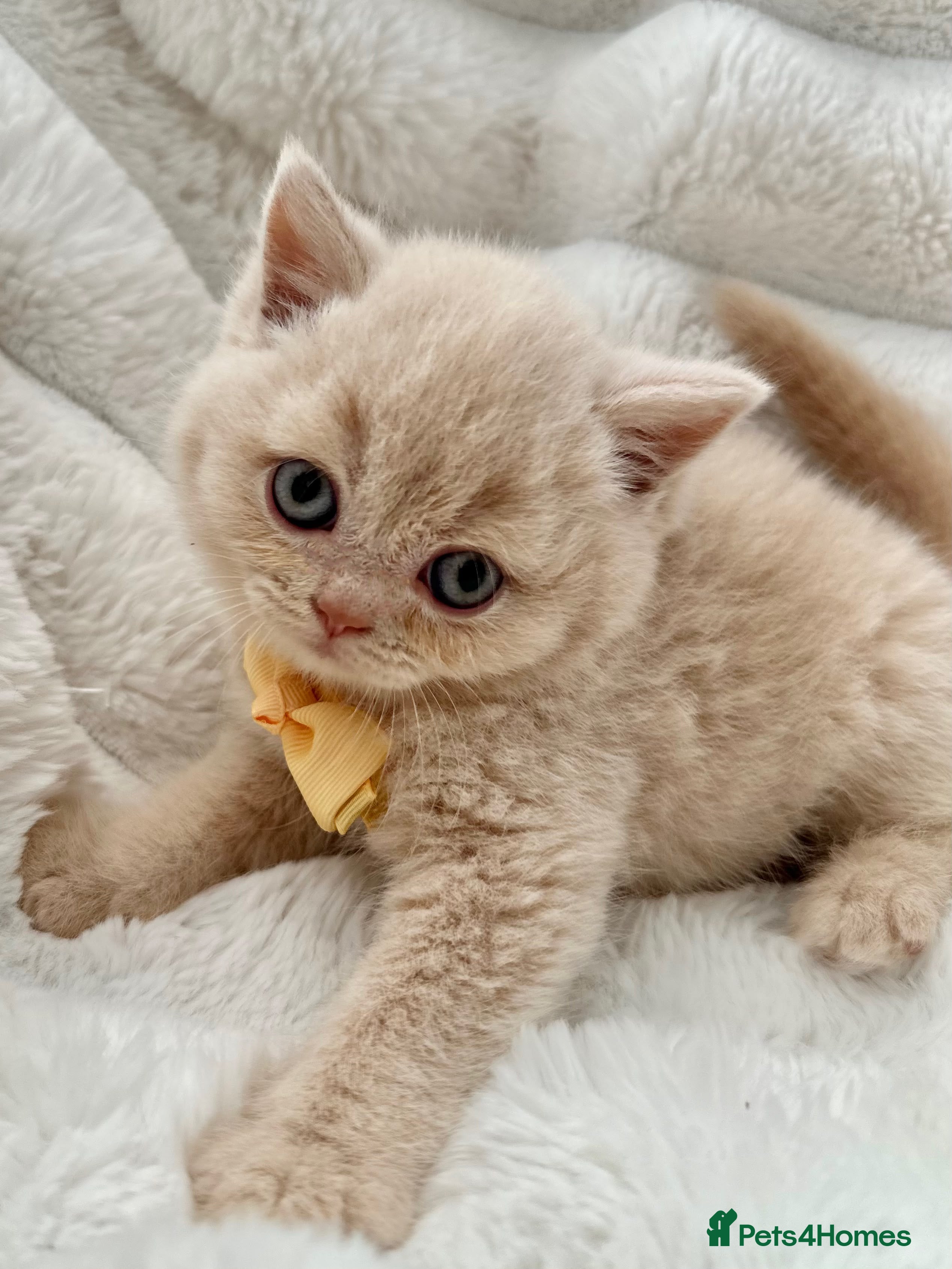 British Shorthair cats GCCF Registered Kittens British Shorthair - Advert 2