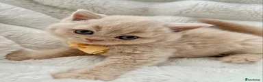 British Shorthair 4
