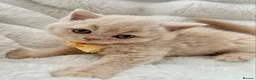 British Shorthair cats for sale: GCCF Registered Kittens British Shorthair - Advert 2