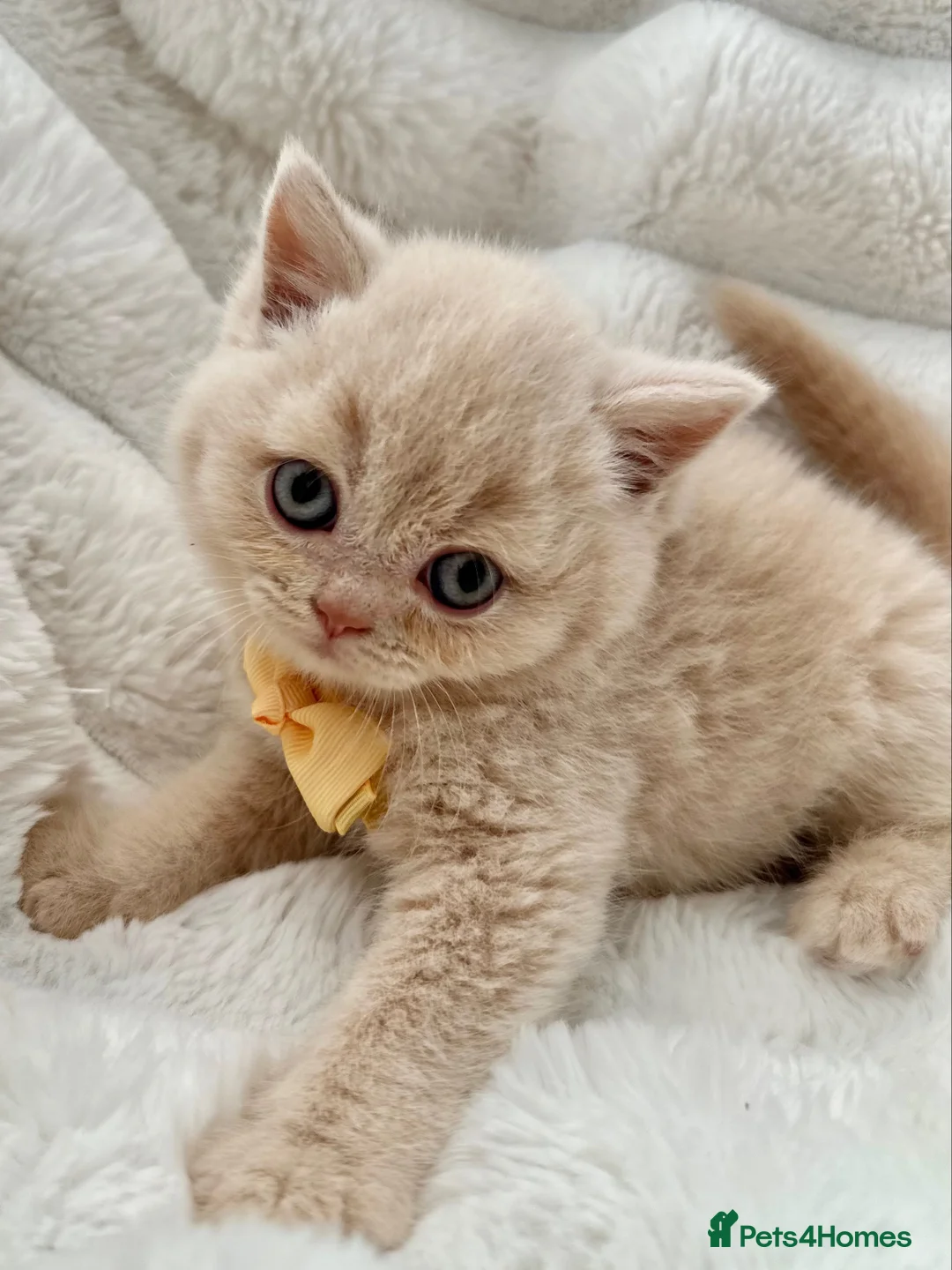 British Shorthair cats for sale: GCCF Registered Kittens British Shorthair - Advert 2
