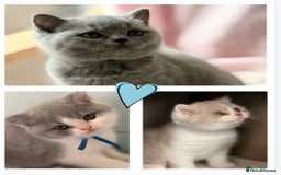 British Shorthair cats for sale: Blue/cream biocolour British short hair kitten - Image 4