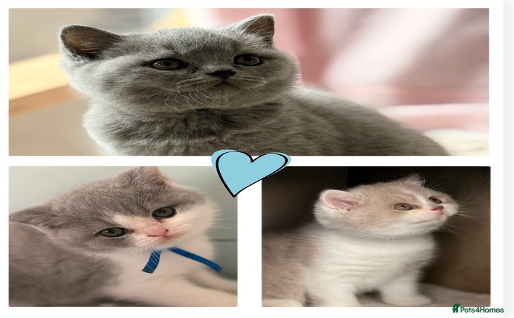 British Shorthair cats - Advert 3