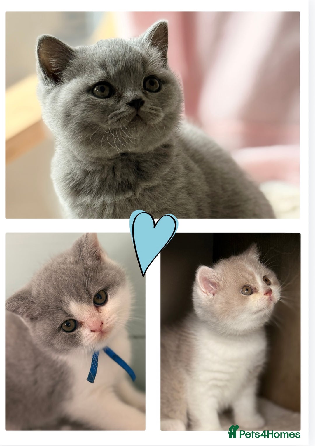 British Shorthair cats for sale: Blue/cream biocolour British short hair kitten - Image 4