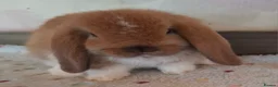 Mini Lop rabbits for sale: Mini lops - Advert 6