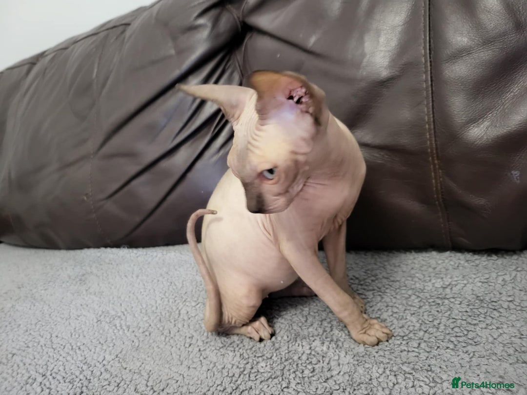 Sphynx cats for sale: Sphynx Healthy happy  boys   - Image 5