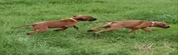 Rhodesian Ridgeback dogs for sale: Pedigree Rhodesian Ridgeback puppies.  - Advert 7