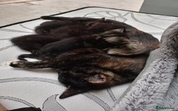 British Shorthair cats for sale: Shosho - Image 4