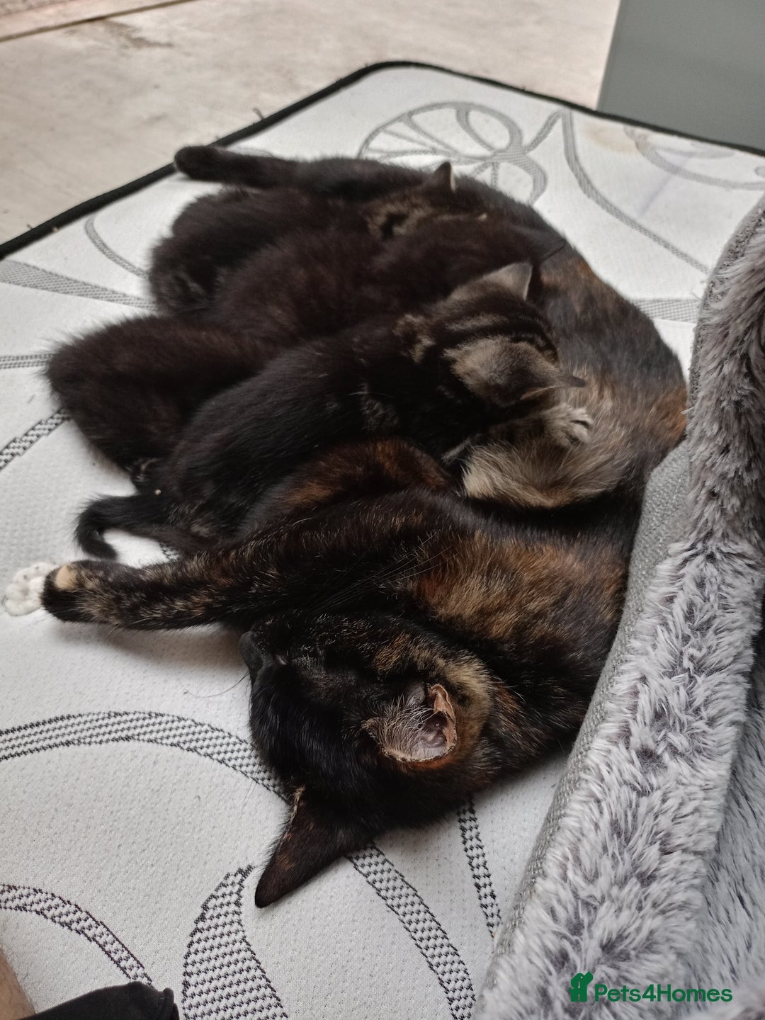 British Shorthair cats for sale: Shosho - Image 4