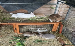 Mixed Breed rabbits for sale: Baby Rabbits and a Mama & female baby.  - Image 7