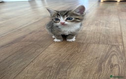 Bombay cats for sale: Kittens,1 girls  - Image 4