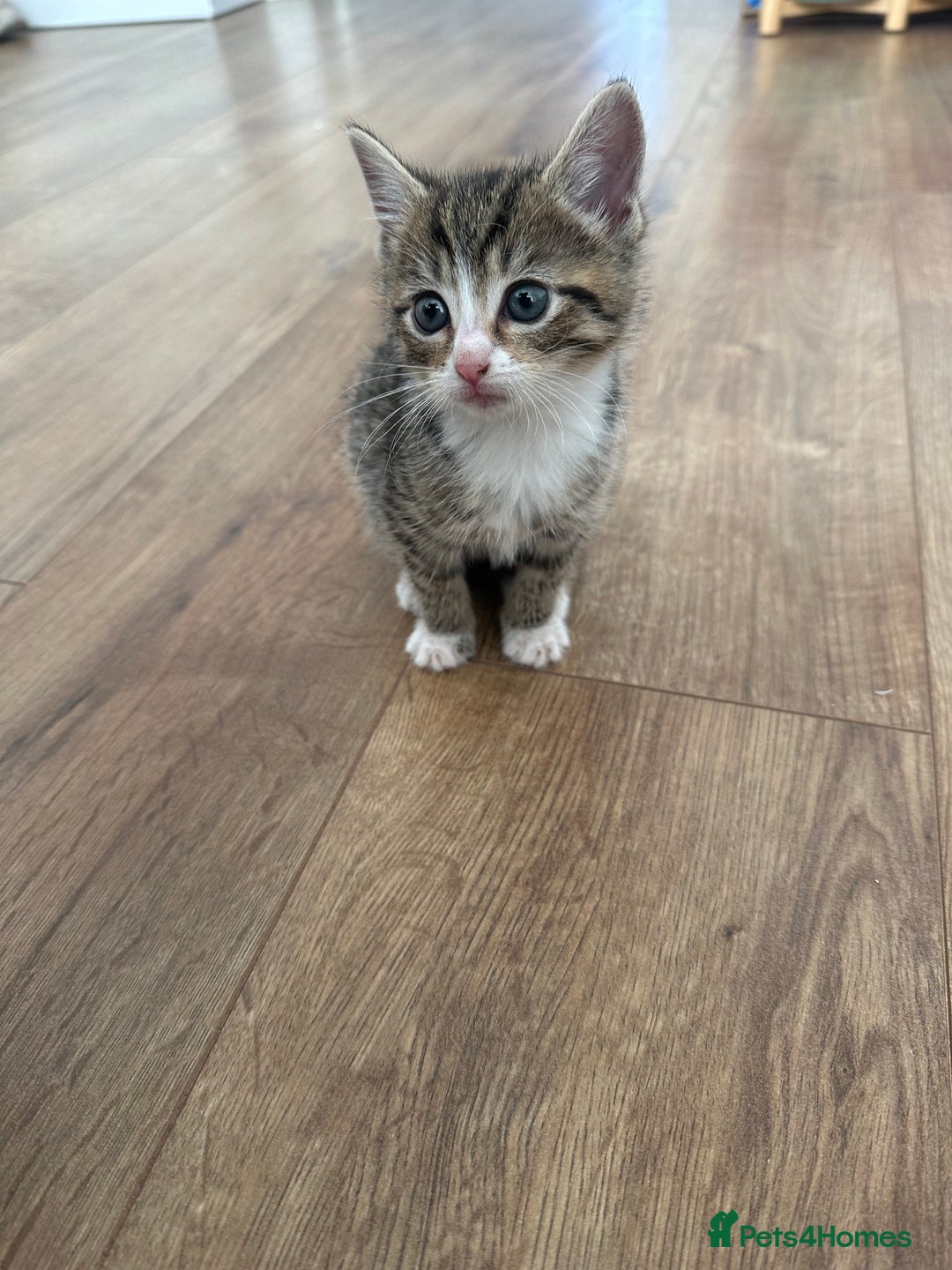 Bombay cats for sale: Kittens,1 girls  - Image 4