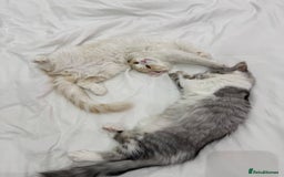 Munchkin cats for sale: Pedigree TICA Munchkin Kittens – Short Legs 🐈 - Image 29