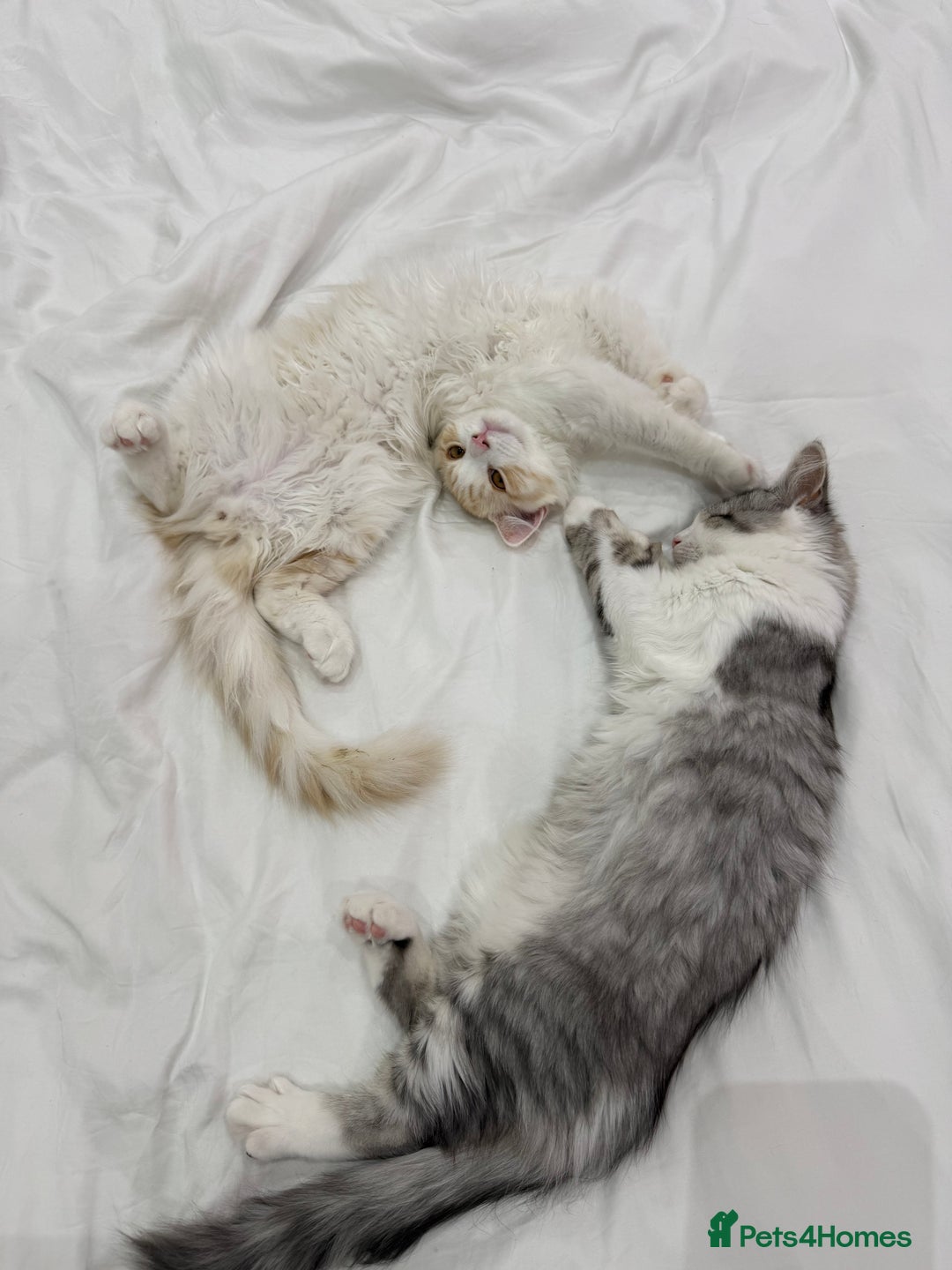 Munchkin cats for sale: Pedigree TICA Munchkin Kittens – Short Legs 🐈 - Image 29