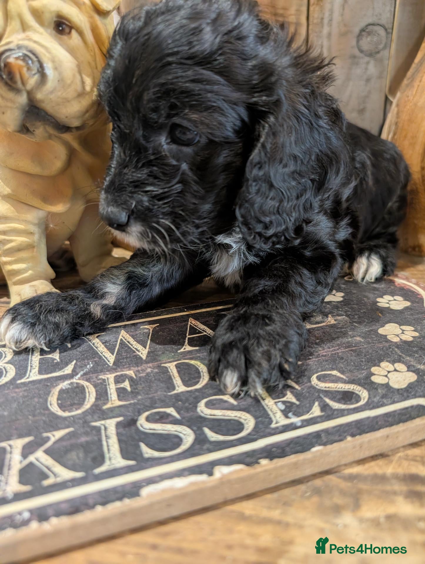 Cockapoo dogs Beautiful black white and gold cockapoo - Advert 6