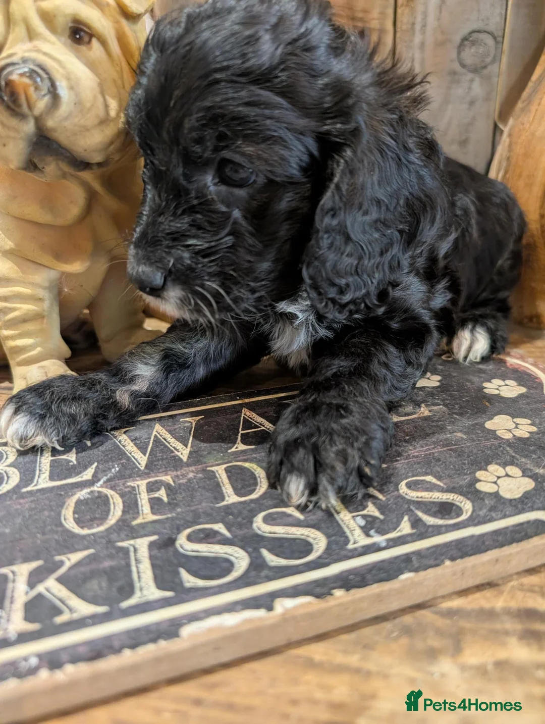 Cockapoo dogs for sale: Beautiful black white and gold cockapoo - Advert 1