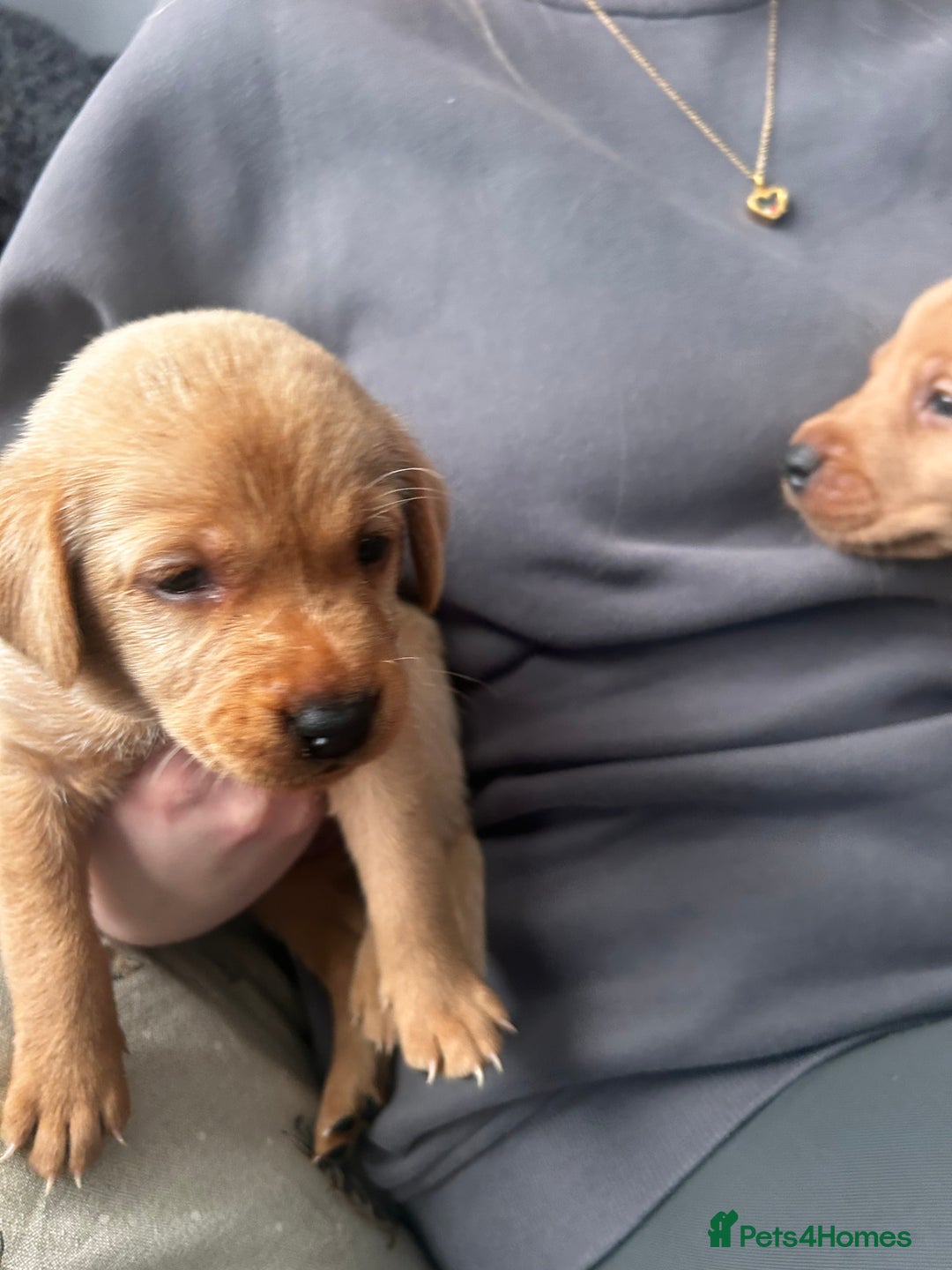 Labrador Retriever dogs for sale: Red fox Labrador puppies  - Advert 17