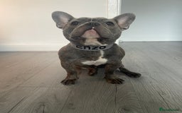 French Bulldog dogs for sale: Male French bulldog  - Image 3