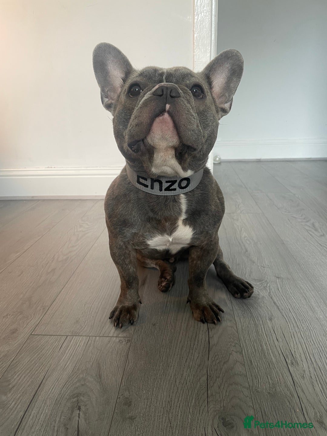 French Bulldog dogs for sale: Male French bulldog  - Image 3
