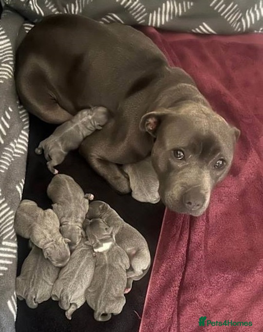 Staffordshire Bull Terrier dogs for sale: super adorable Blue Staffys pups. Kc-reg - Advert 6