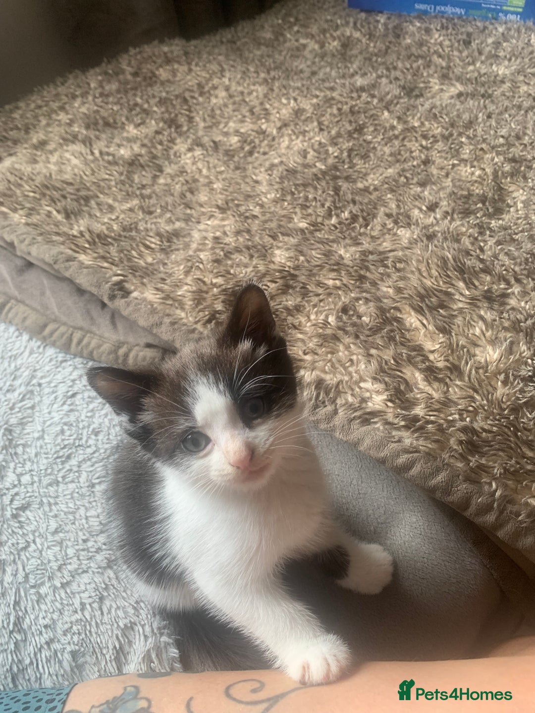 Mixed Breed cats for sale: Part Persian  - Image 4