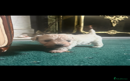 Mixed Breed dogs for sale: Gorgeous Bichon Frise x Maltese Puppies - Image 6