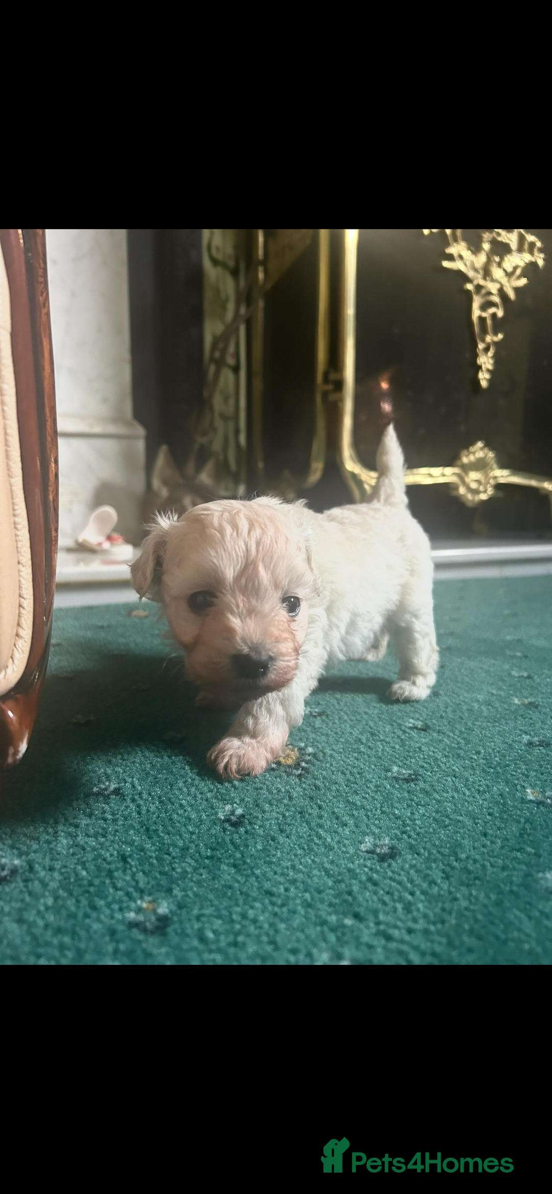 Mixed Breed dogs for sale: Gorgeous Bichon Frise x Maltese Puppies - Image 6