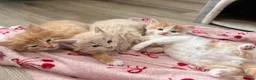 Maine Coon cats for sale: Half Maine Coon Kittens  - Advert 5