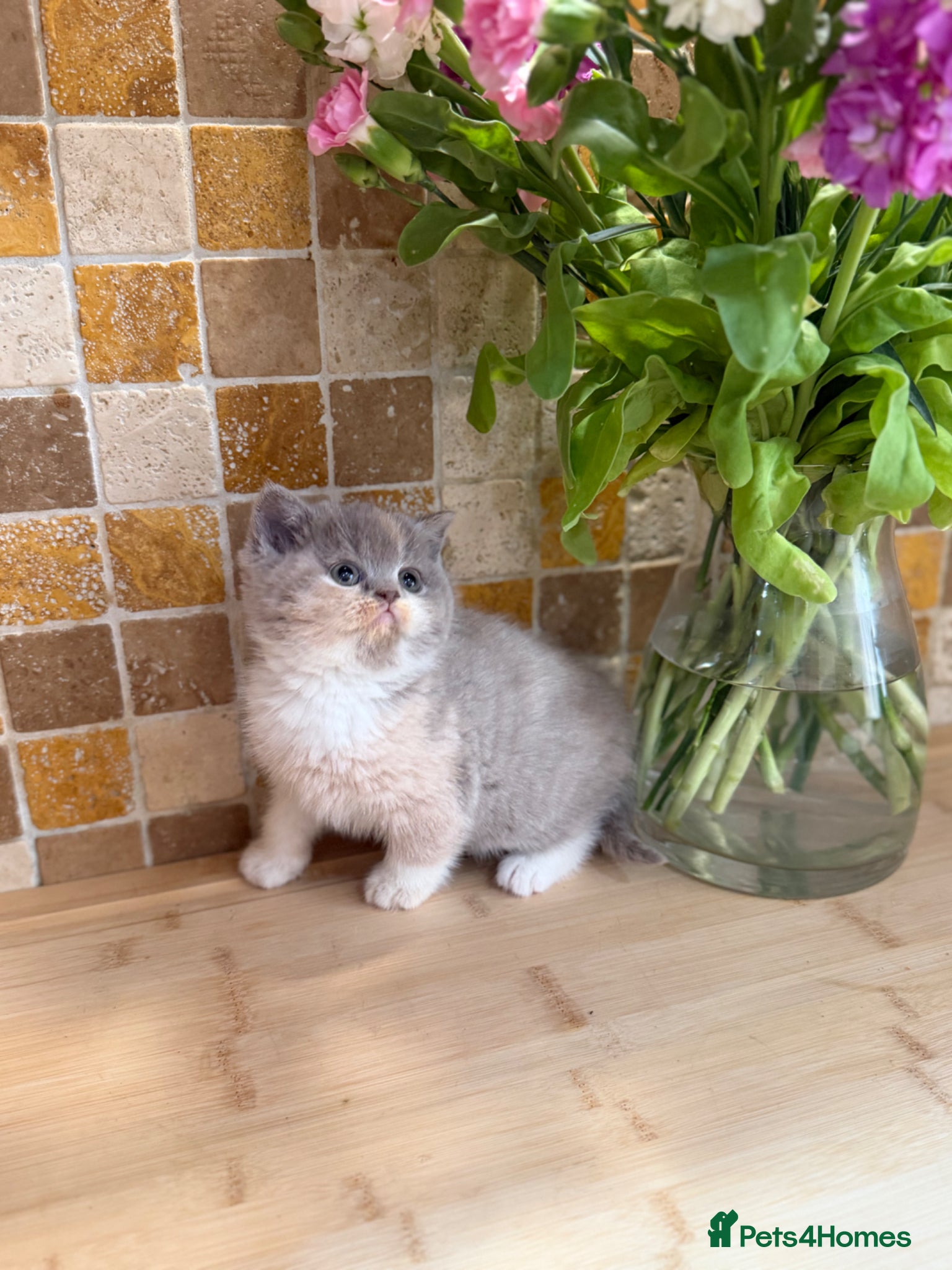 British Shorthair cats Full Pedigree/Registered BSH from £1200 - Advert 1