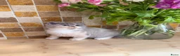 British Shorthair cats for sale: Full Pedigree/Registered BSH from £995 - Advert 9