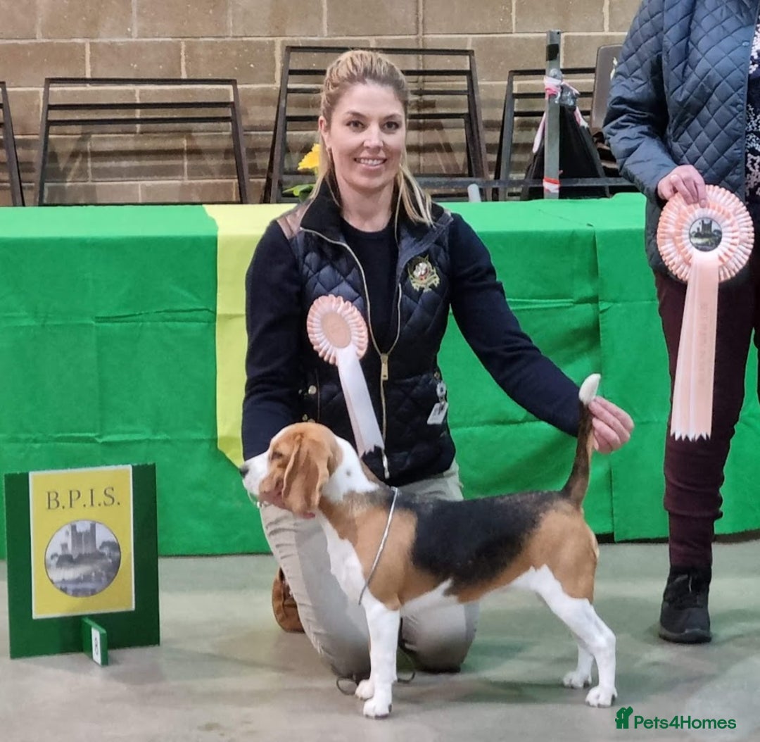Beagle dogs for stud: Winner at Crufts 2025! in Tonbridge - Image 23