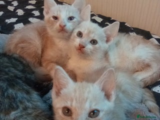 Mixed Breed cats 5th Gen Asian leopard Bengal X kittens - Advert 2