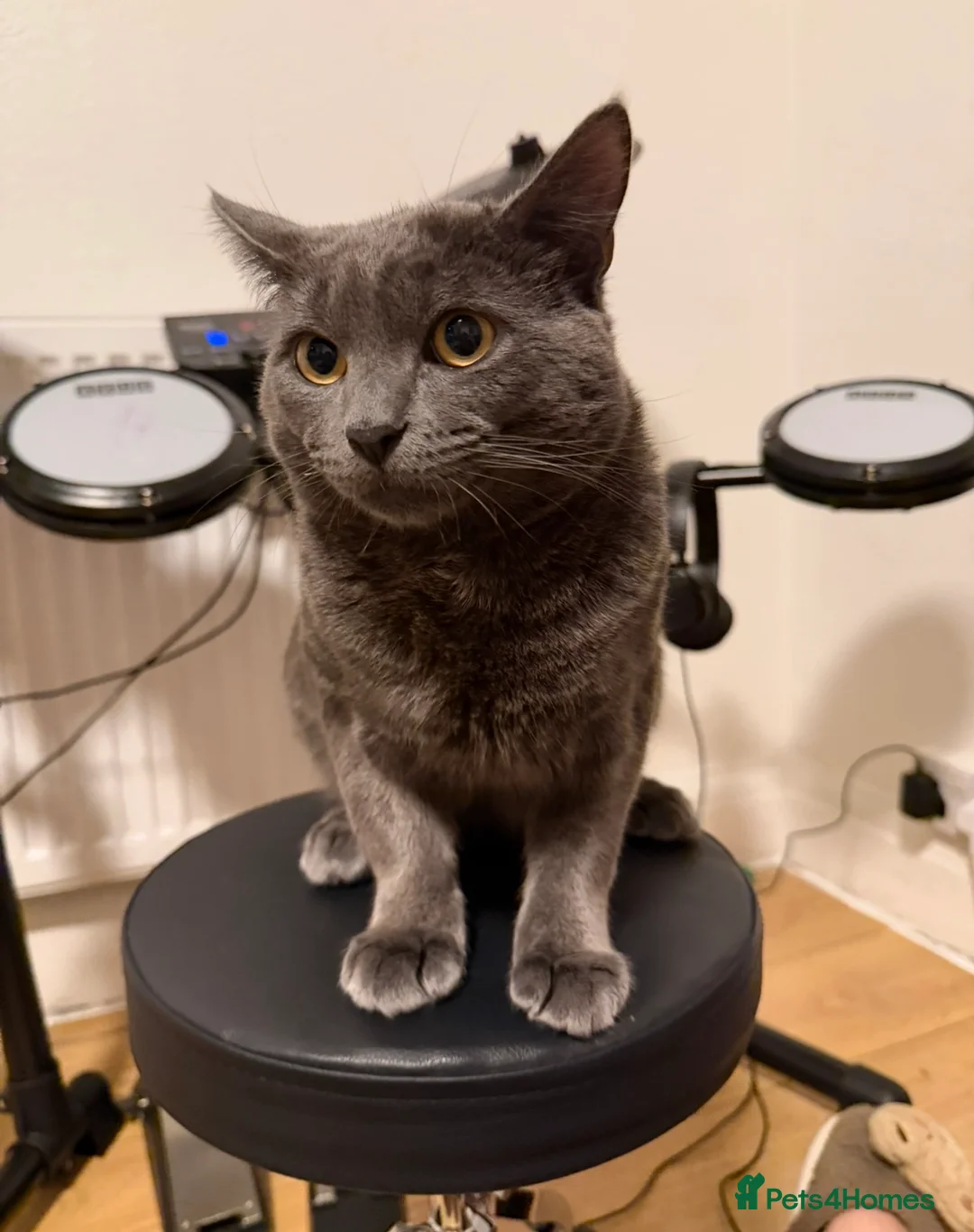 Russian Blue cats for sale: Bingo Biy Russia blue 11 months  - Advert 3