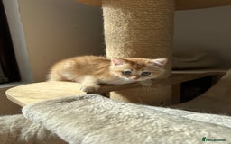 British Shorthair cats for sale: GCCF BSH Last Chocolate Golden Female Kitten Left - Image 37