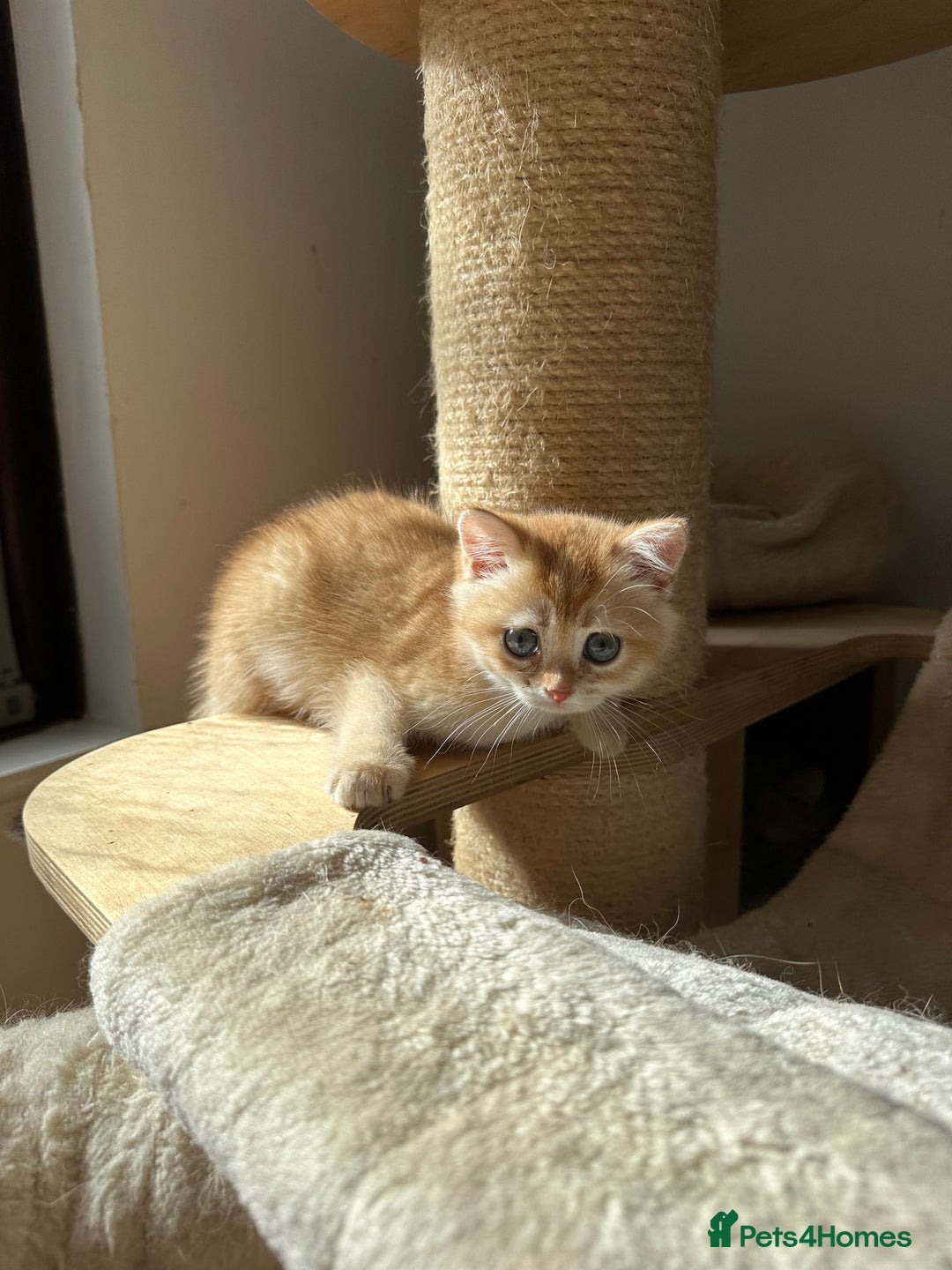 British Shorthair cats for sale: GCCF BSH Last Chocolate Golden Female Kitten Left - Image 37
