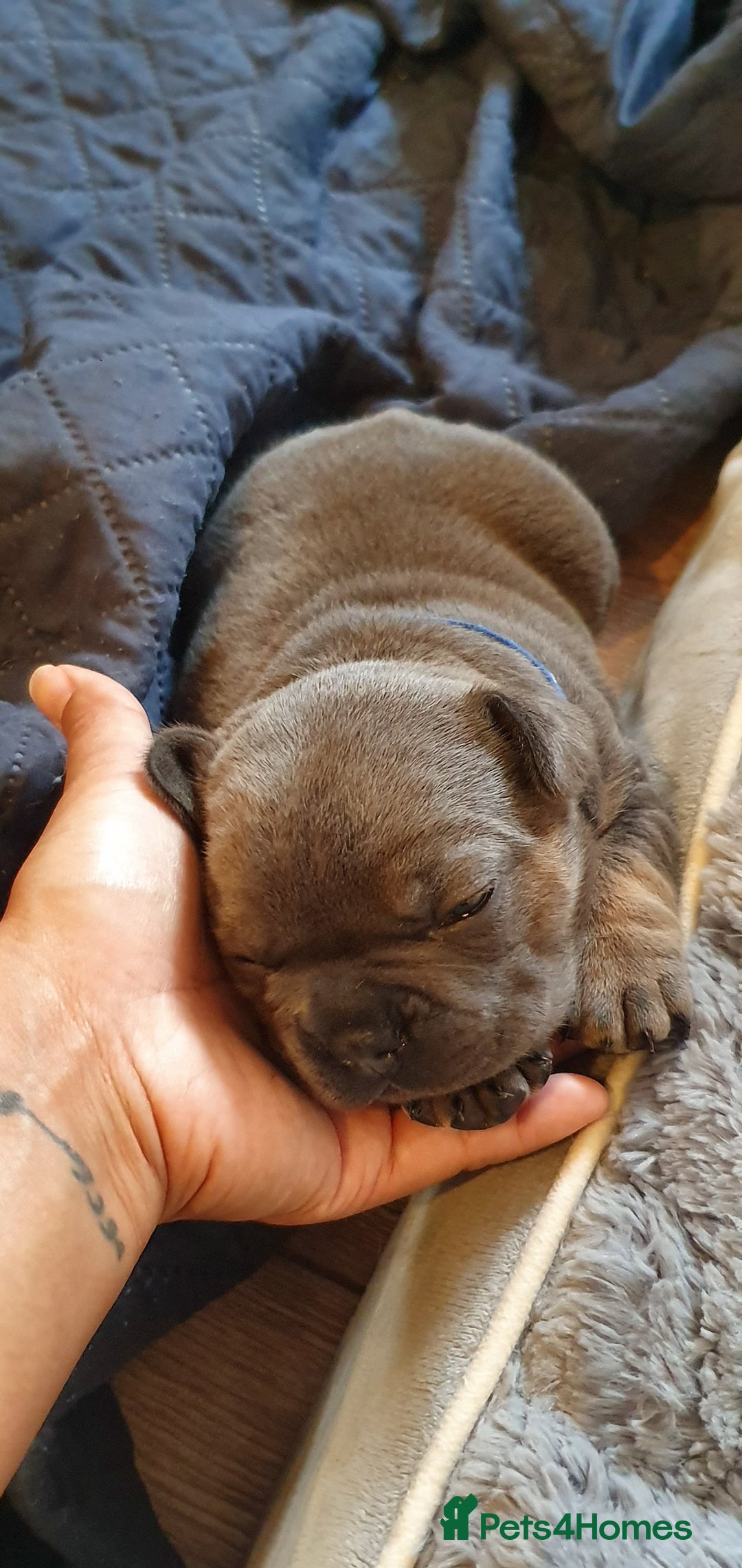French Bulldog dogs for sale: 4 Chunky Male French Bulldogs - Image 12