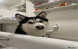 Siberian Husky dogs for sale: Beautiful female Husky for sale  - Image 3