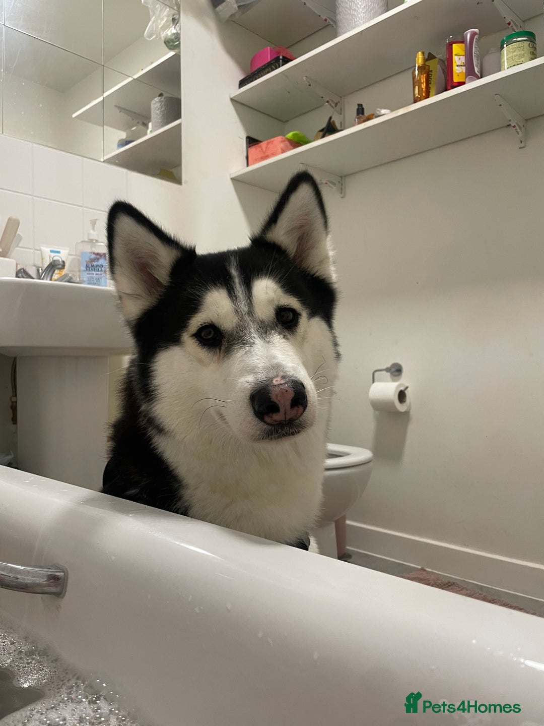 Siberian Husky dogs for sale: Beautiful female Husky for sale  - Image 3