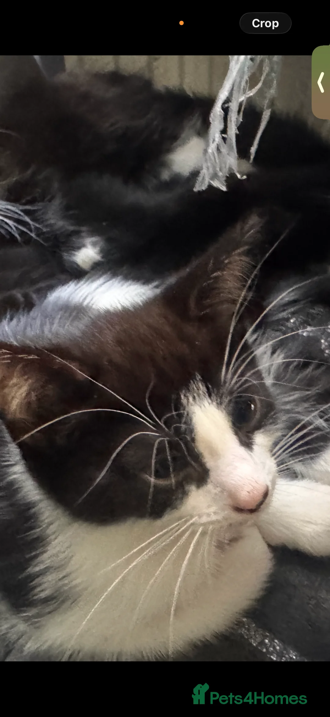 Mixed Breed cats for sale: Kittens for sale in London - Advert 2
