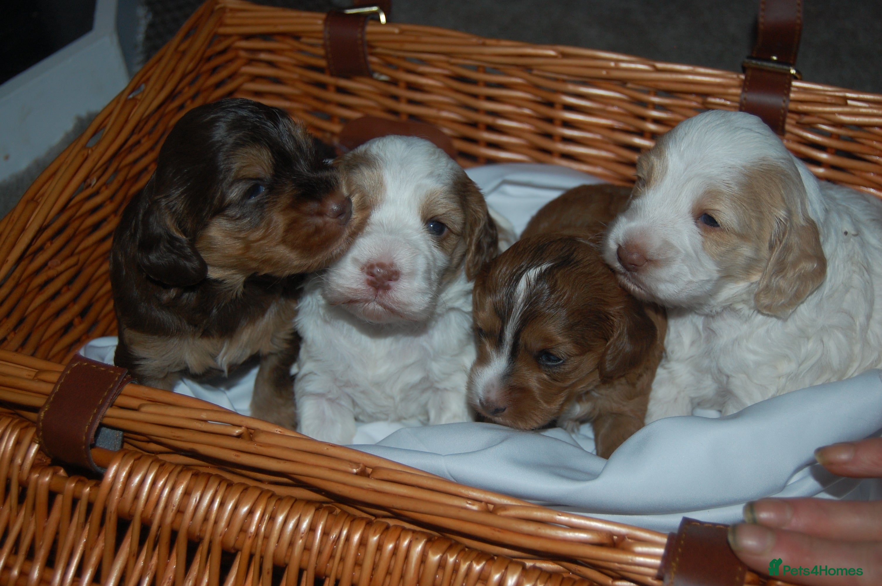 Cockapoo dogs 4 Adorable Cockapoo puppies - Advert 15