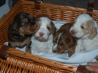 Cockapoo dogs 4 Adorable Cockapoo puppies - Advert 15