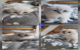 Ragdoll cats for sale: HCM/PKD clear ragdoll boys - Image 13