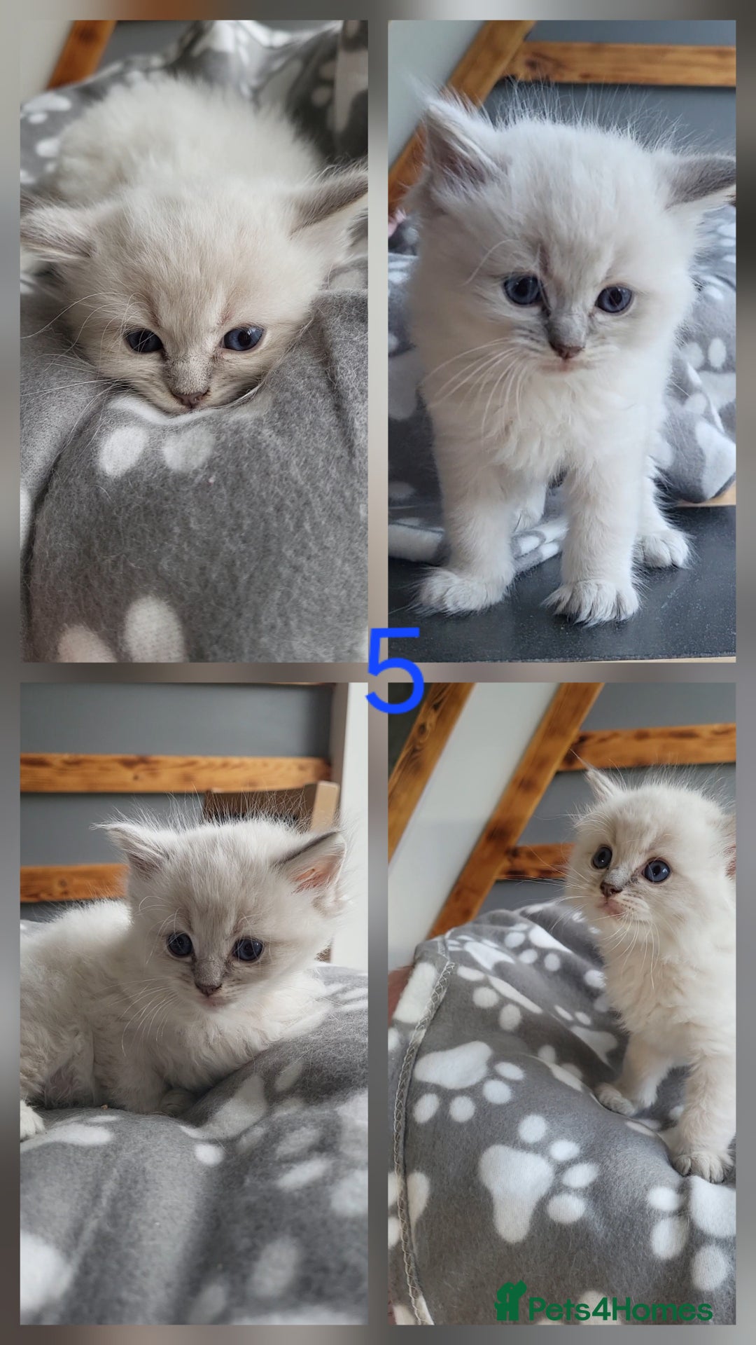 Ragdoll cats for sale: HCM/PKD clear ragdoll boys - Image 13