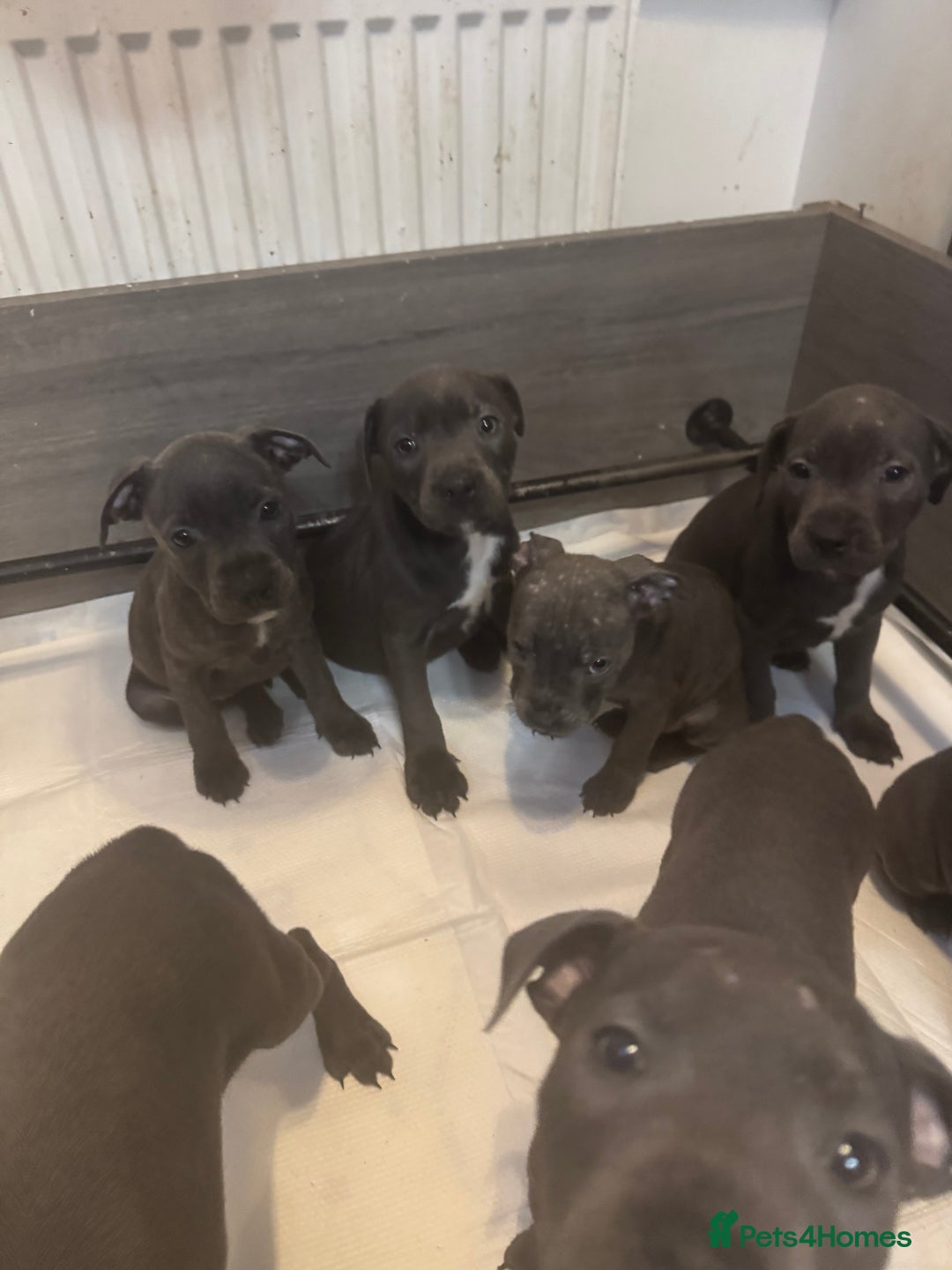 Staffordshire Bull Terrier dogs for sale: 5 boys and 2 girl KC reg staff puppy for sale  - Advert 4