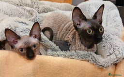 Sphynx cats for sale: Silver elf and black little babies - Image 6