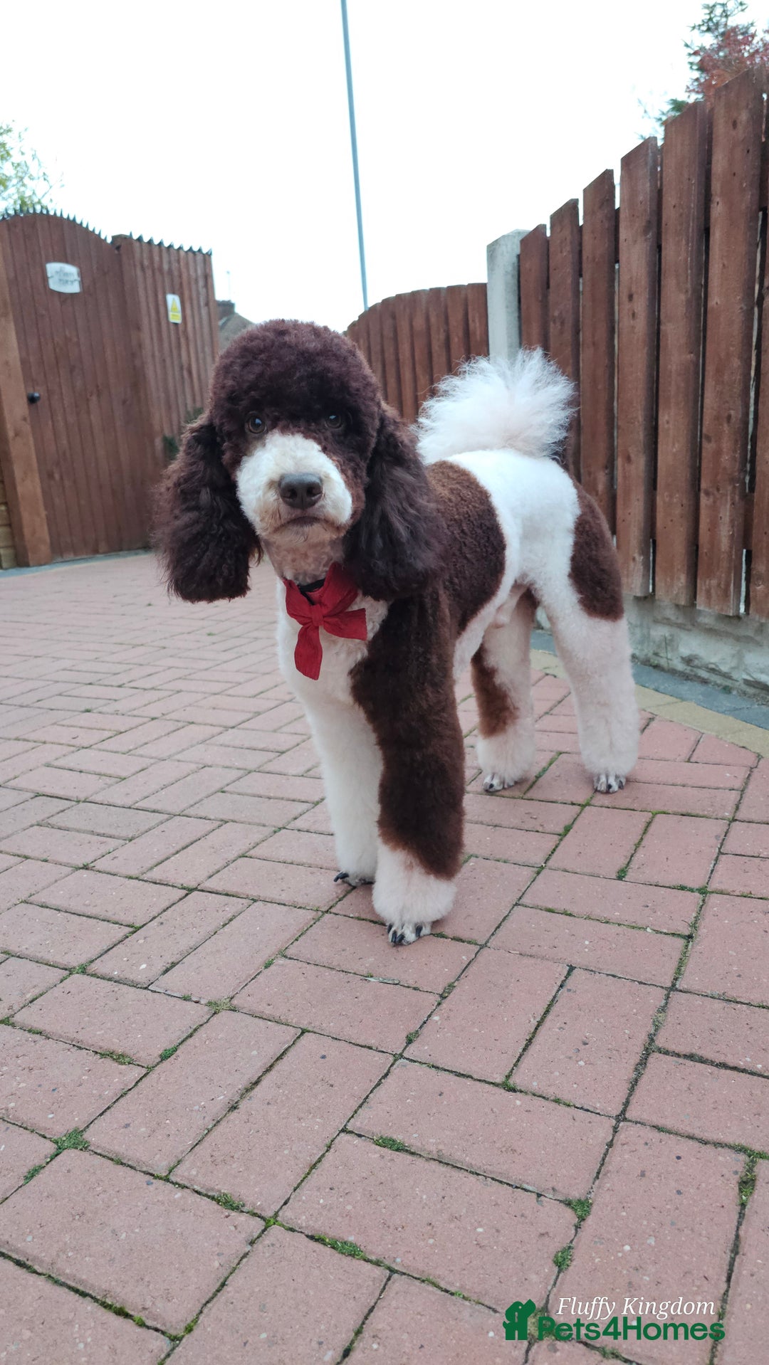 Bernedoodle dogs for stud: STUNNING MOYEN POODLE FULLY HEALTH TESTED  - Advert 14