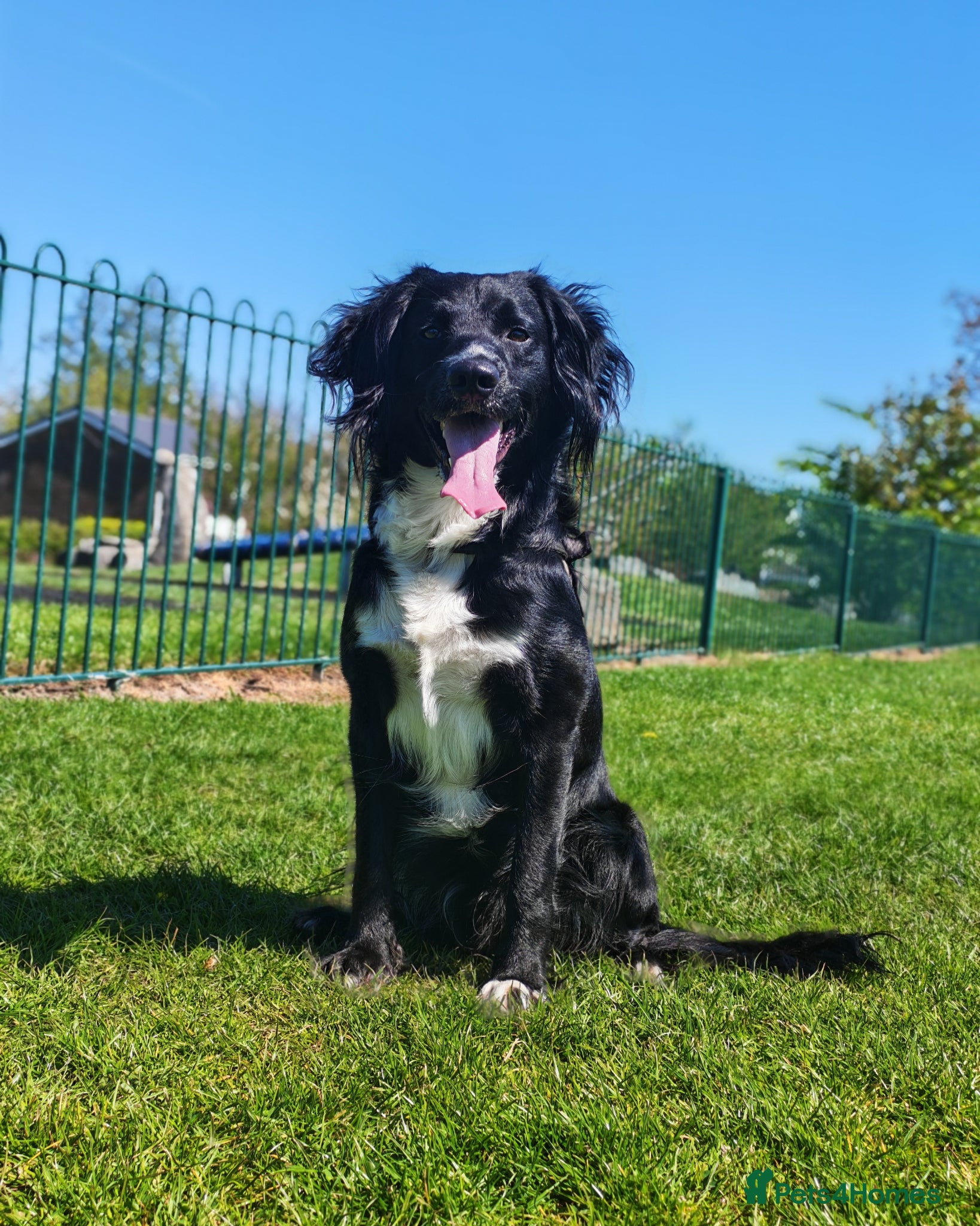 Mixed Breed dogs Beautiful Cockapoo x Spaniel Puppies - Advert 2