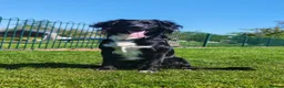 Mixed Breed dogs for sale: Beautiful Cockapoo x Spaniel Puppies - Advert 2