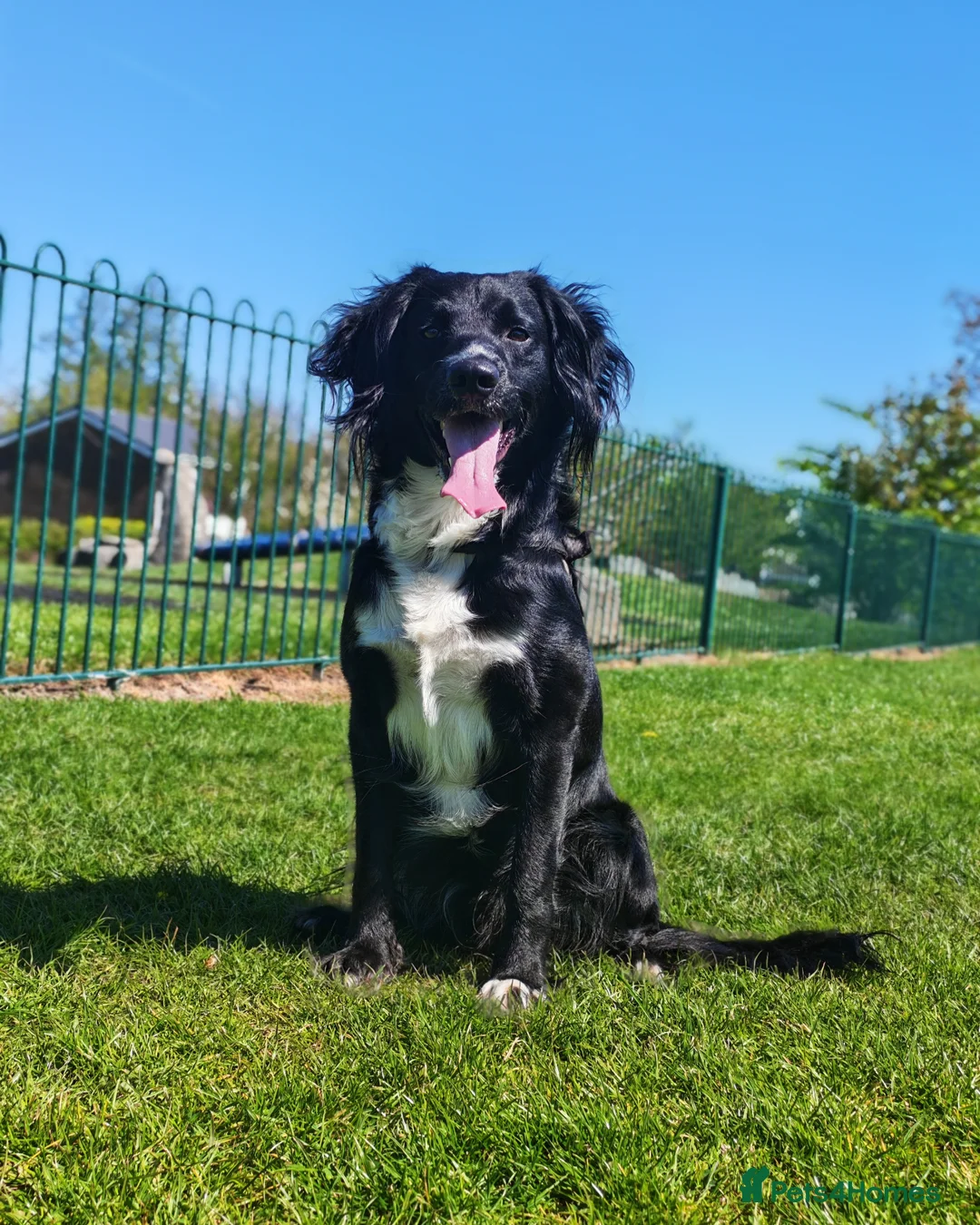 Mixed Breed dogs for sale: Beautiful Cockapoo x Spaniel Puppies - Advert 2