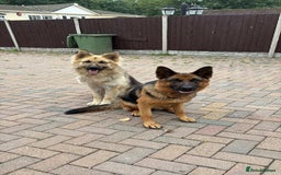 German Shepherd dogs for sale: Family reared GSD pups.  - Image 11
