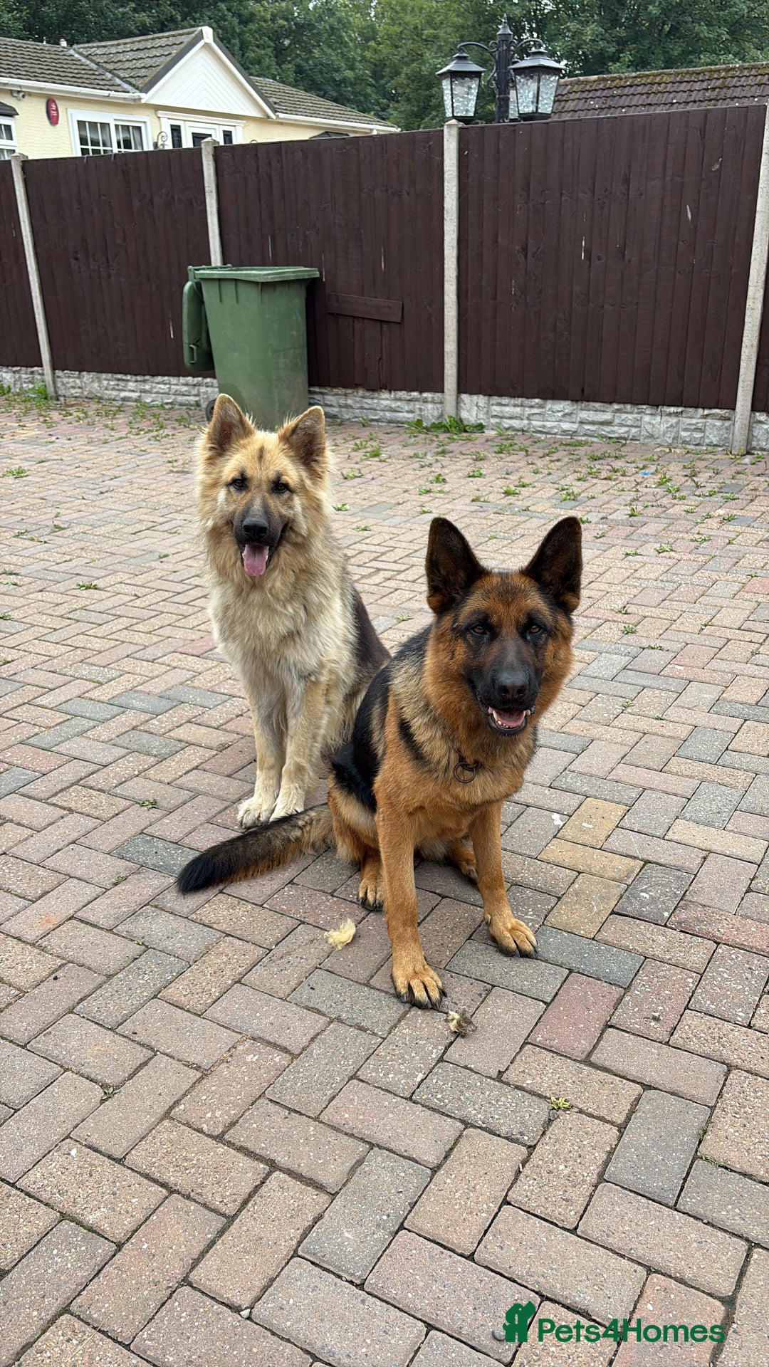 German Shepherd dogs for sale: Family reared GSD pups.  - Image 11